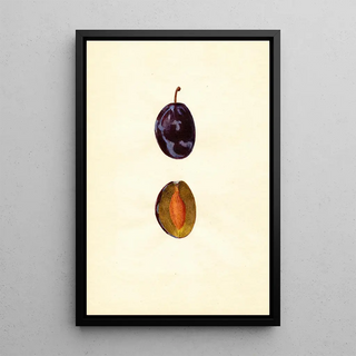 Prunus domestica Stanley - Anonymous — framed artwork on a wall