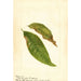 Prunus persica - Anonymous — artwork view