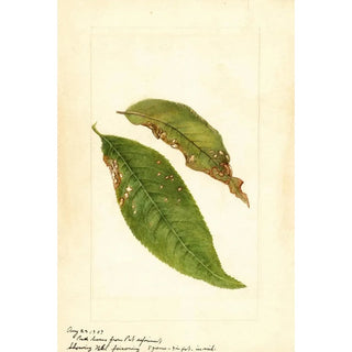 Prunus persica - Anonymous — artwork view
