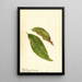 Prunus persica - Anonymous — framed artwork on a wall