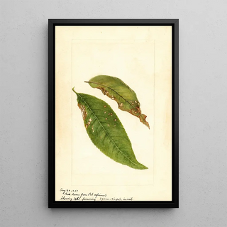 Prunus persica - Anonymous — framed artwork on a wall