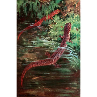 Salamandre violette et salamandre rouge - Anonyme — artwork view