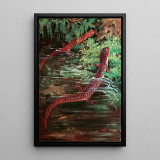 Salamandre violette et salamandre rouge - Anonyme — framed artwork on a wall