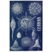 Radiolarian Painting - Anonymous — artwork view