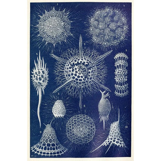 Radiolarian Painting - Anonymous — artwork view
