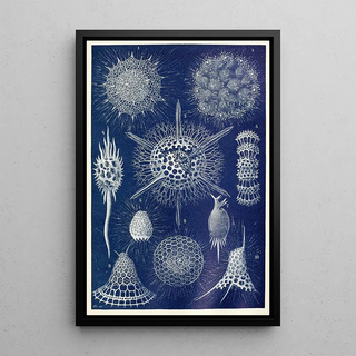 Radiolarian Painting - Anonymous — framed artwork on a wall