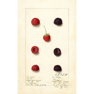 Rubus - Anonymous — artwork view