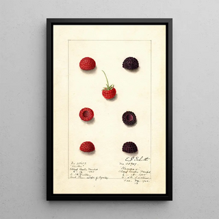 Rubus - Anonymous — framed artwork on a wall