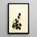 Rubus Americus - Anonymous — artwork view