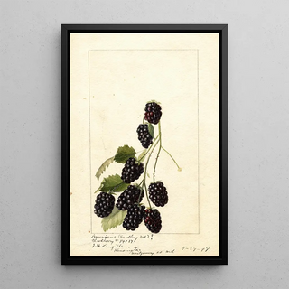 Rubus Americus - Anonymous — artwork view