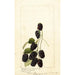 Rubus Americus - Anonymous — framed artwork on a wall