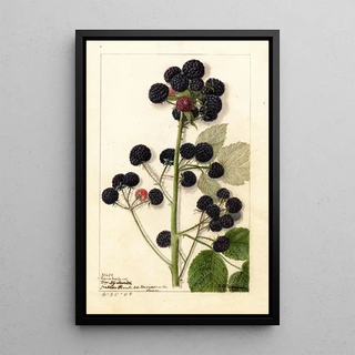 Rubus Cumberland - Anonymous — artwork view