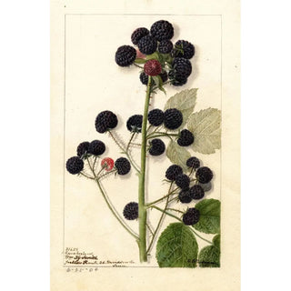 Rubus Cumberland - Anonymous — framed artwork on a wall