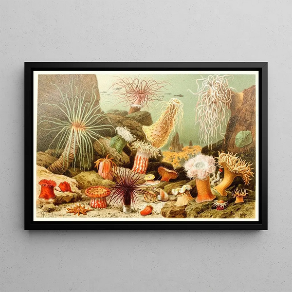 Anémones de mer - Anonyme — framed artwork on a wall