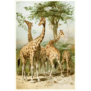 South African Giraffes - Anonymous — artwork view
