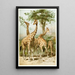 South African Giraffes - Anonymous — framed artwork on a wall