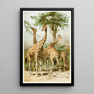 South African Giraffes - Anonymous — framed artwork on a wall