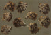 Studies of Ram Heads - Anonymous — artwork view