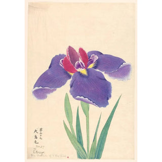 Reproduction of the painting La Plume d'un Grand Oiseau Otorige - Anonymous