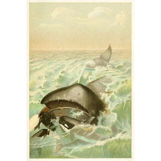 The Greenland Whale - Anonymous — artwork view