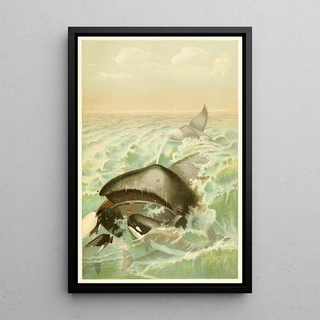 The Greenland Whale - Anonymous — framed artwork on a wall
