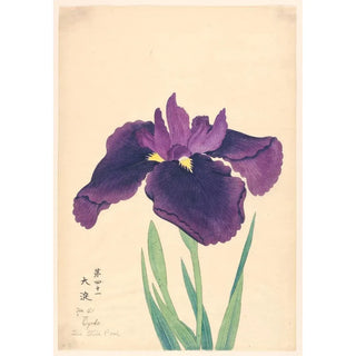 La Mare Tranquille Oyodo - Anonymous — artwork view