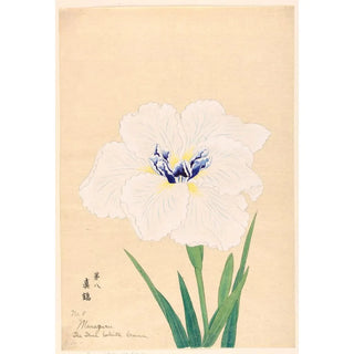 Reproduction of the painting The True White Crane Manazuru - Anonymous