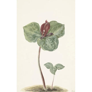 Reproduction of the painting Trille - Anonymous