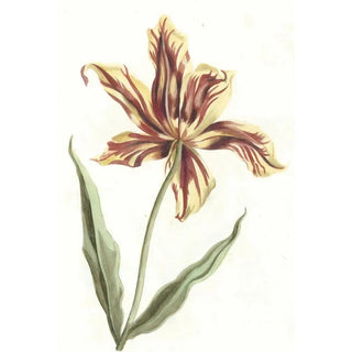 Tulip Painting - Anonymous — artwork view