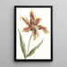 Tulip Painting - Anonymous — framed artwork on a wall