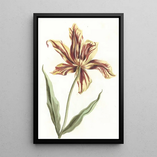 Tulip Painting - Anonymous — framed artwork on a wall