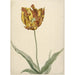 Reproduction of the painting Tulip Painting - Anonymous