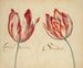 Two tulips - Anonymous — artwork view