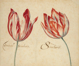 Two tulips - Anonymous — artwork view