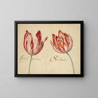 Two tulips - Anonymous — framed artwork on a wall
