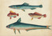 Two green fish two brown fish - Anonymous — artwork view