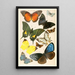 Reproduction of the painting Typical Butterflies Painting - Anonymous