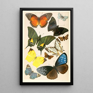 Reproduction of the painting Typical Butterflies Painting - Anonymous