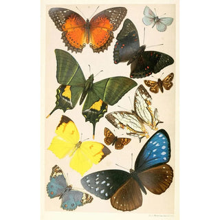 Reproduction of the painting Typical Butterflies Painting - Anonymous