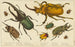 various types of beetles - Anonymous — artwork view