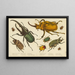 various types of beetles - Anonymous — framed artwork on a wall