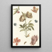 Reproduction of the painting of different flowers and a caterpillar - Anonymous