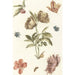 Reproduction of the painting of different flowers and a caterpillar - Anonymous