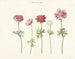 Five Studies of Anemones - Anonymous — artwork view