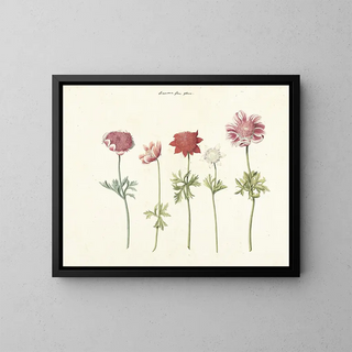 Five Studies of Anemones - Anonymous — framed artwork on a wall