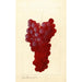 Vitis - Anonymous — artwork view