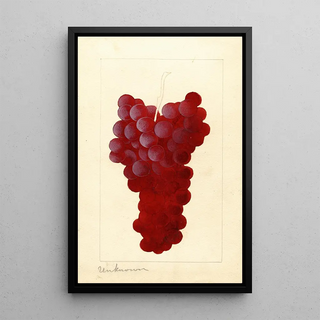 Vitis - Anonymous — framed artwork on a wall