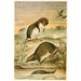 Musaraignes palmées - Anonymous — artwork view