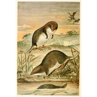 Musaraignes palmées - Anonymous — artwork view