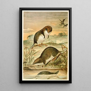 Musaraignes palmées - Anonymous — framed artwork on a wall